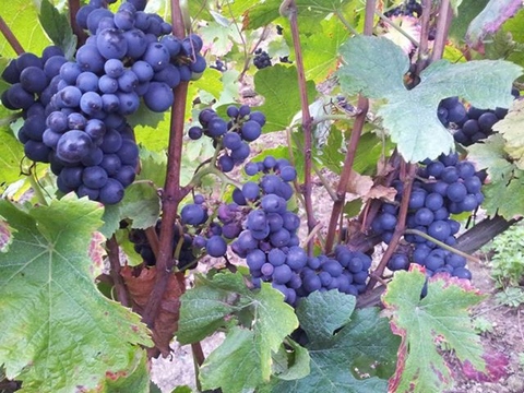 Vendanges 2013 Harvest - pinot noir - Champagne Boulard F. et F.